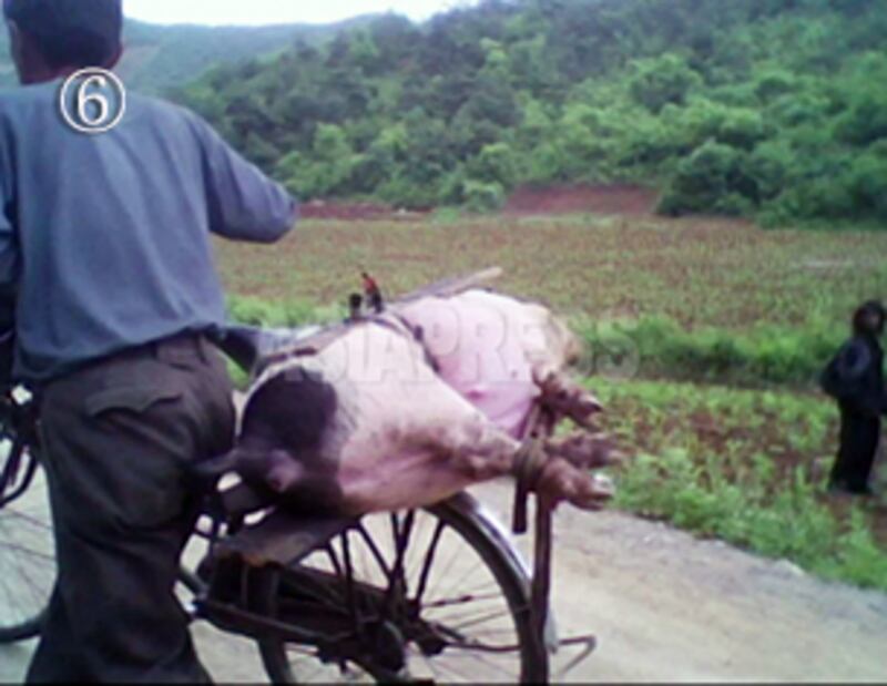 돼지고기 소매업자가, 돼지를 자전거 짐칸에 묶어 옮기고 있다. 2010년 6월 평안남도 순천시 외곽. 사진-아시아프레스 제공 