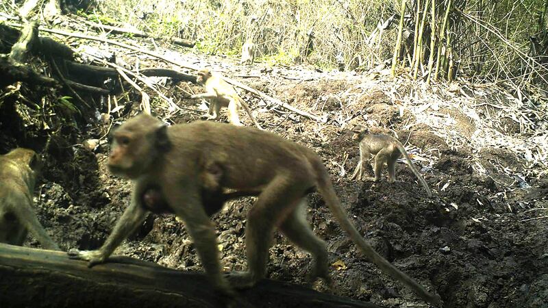Monky long-tailed macaques by WCS Cambodia on 5 of 2017.jpg