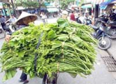 VegetableFood200.jpg