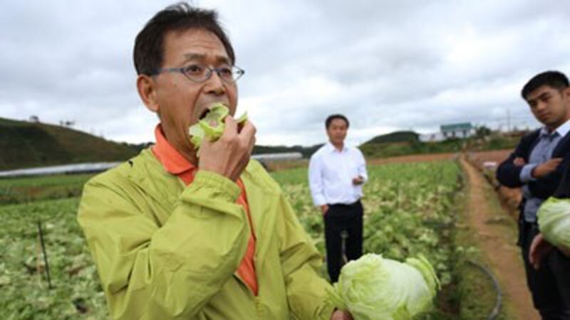 Tại Lạc Dương (Lâm Đồng) “Làng Thần Kỳ” rau xà lách Mỹ sản xuất theo công nghệ Nhật với kết quả khả quan, và rau sạch "Làng Thần Kỳ" có thể ăn ngay tại ruộng (Ảnh: dantri.com)