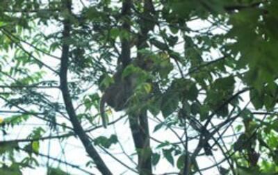 Một con Voọc Chà Và tại Khu bảo tồn bán đảo Sơn Trà, TP Đà Nẵng. Photo courtesy of danang.gov.vn