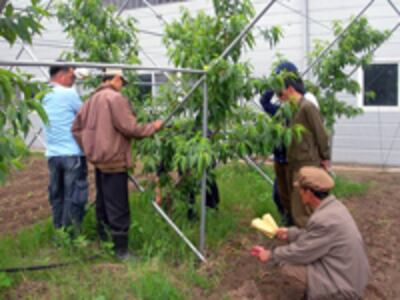 orchard-200.jpg