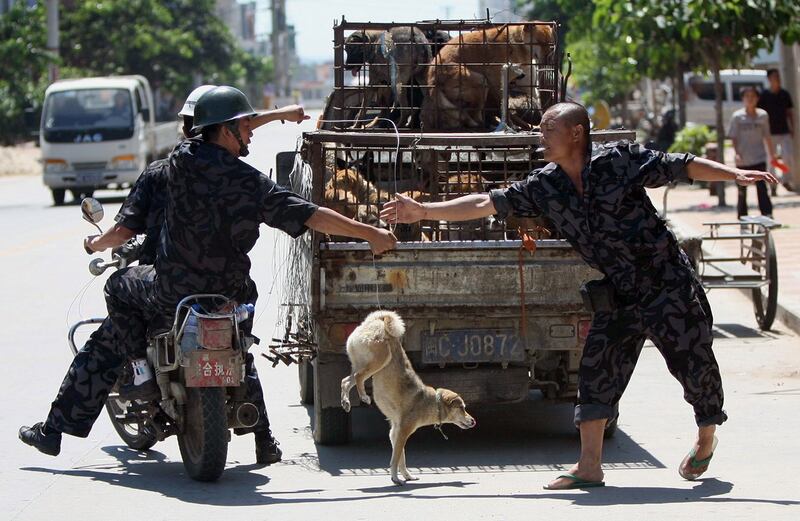 中国狗肉来源7成是家犬，偷狗贼行径嚣张。（法新社）