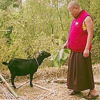 lama2_200.jpg