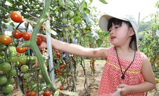 서울 서초구 내곡동 꽃초롱 자연학습장에서 어린이들이 토마토, 가지 등을 수확하는 체험을 하고 있다.