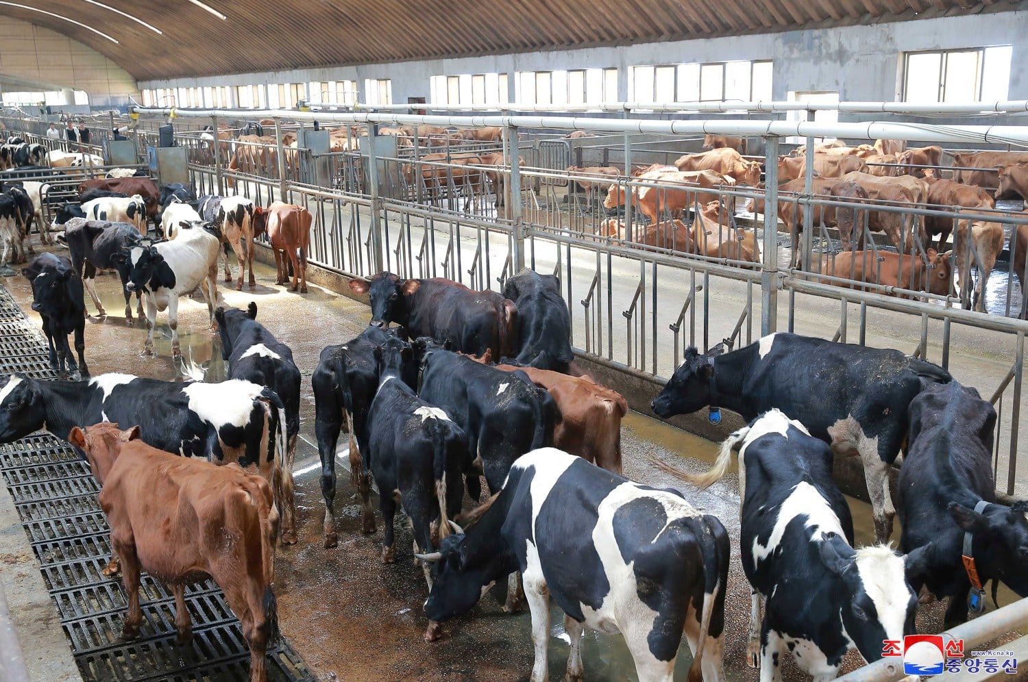 North Korea publicly executes 9 people for running beef smuggling ring