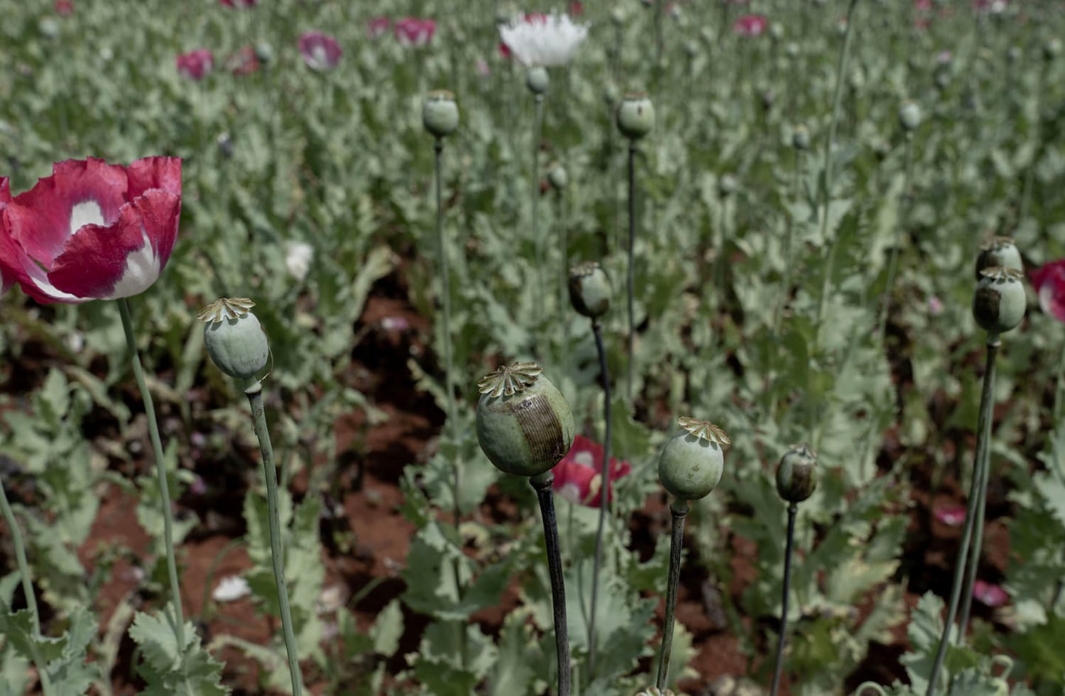 Partially harvested poppy seedpods are seen in southern Shan state, Myanmar, Oct. 30, 2024. Myanmar is the world’s biggest exporter of the raw material used to make heroin and other opiates.