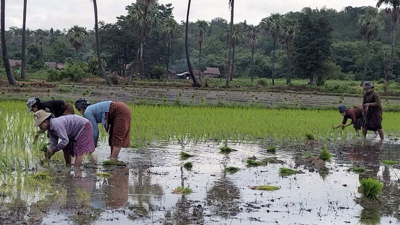 မကွေးတိုင်းက လယ်လုပ်ငန်းလုပ်ကိုင်နေကြသည့် လယ်သမားများအား ၂၀၂၂ ခုနှစ် ဇူလိုင် ၂၉ ရက်နေ့က တွေ့ရစဉ်။ (Photo: RFA)