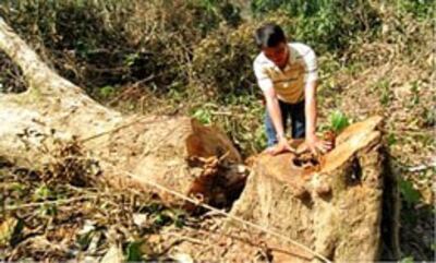 Nạn khai thác những cây gỗ lớn tại khu vực rừng đầu nguồn khe Sến vào năm 2012. (baophapluat.vn)