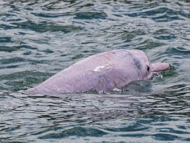 A 'pink dolphin' swims in the waters off the coast of Hong Kong, Sept. 20, 2020.
