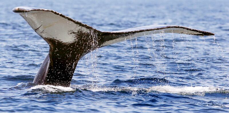 20240925-WHALE-CHASING-CHINA-TAIWAN-TONGA-003.jpg