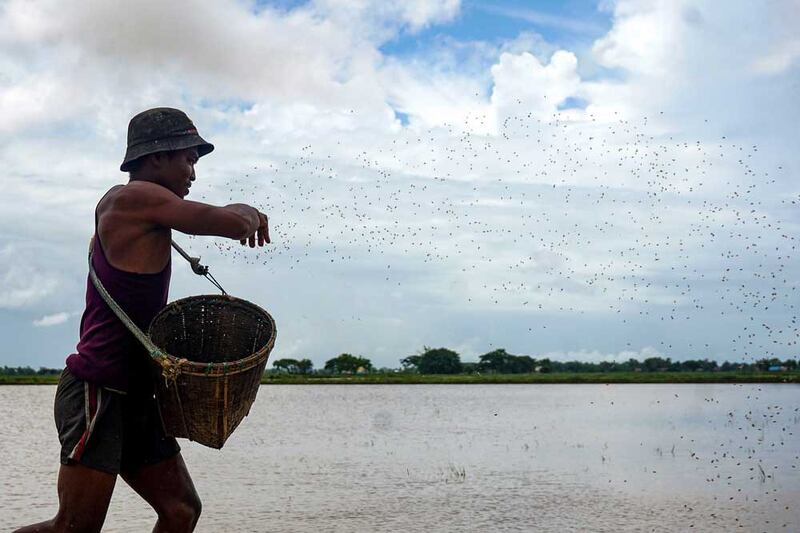 Rice seeds are hurled into the paddies by hand. Myo Min Soe/RFA