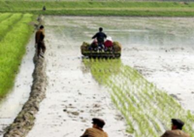 kaesong_farm-200.jpg