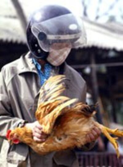 birdflu4_150.jpg