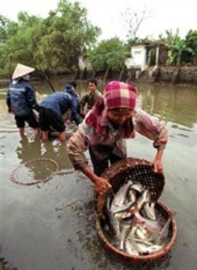 Nông dân thâu hoạch cá tra tại một hồ nuôi cá ở miền Bắc. AFP