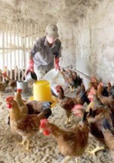 BirdFlu150.jpg