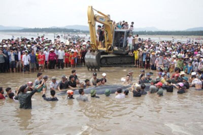 Hàng trăm người dân địa phương giải cứu một con cá voi bị dạt vào ven biển miền Trung thuộc tỉnh Nghệ An vào ngày 25 tháng 5 năm 2016. AFP photo