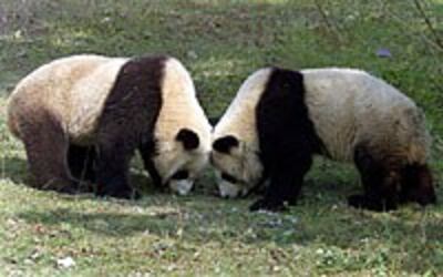 Pandas200.jpg