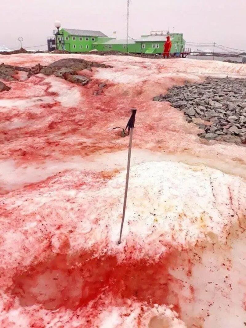 今年极地雪藻在南极大量现踪，雪地浮现惊悚的血腥颜色。（翻摄自网络）