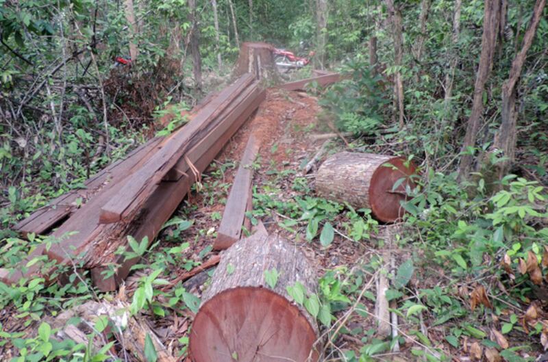 ឈើ​ដែល​គេ​លួច​កាប់​ក្នុង​ឧទ្យាន​ជាតិ​វីរៈជ័យ តំបន់​សហគមន៍​ការពារ​អូរទុង ខេត្ត​រតនគិរី។ រូបថត​ដើម​ខែ​កក្កដា ឆ្នាំ​២០១៤