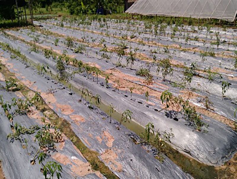 青枯病造成辣椒植株凋萎死亡，没有药剂防治，随着极端气候频发，温带地区也难逃劫数。（王三太提供）