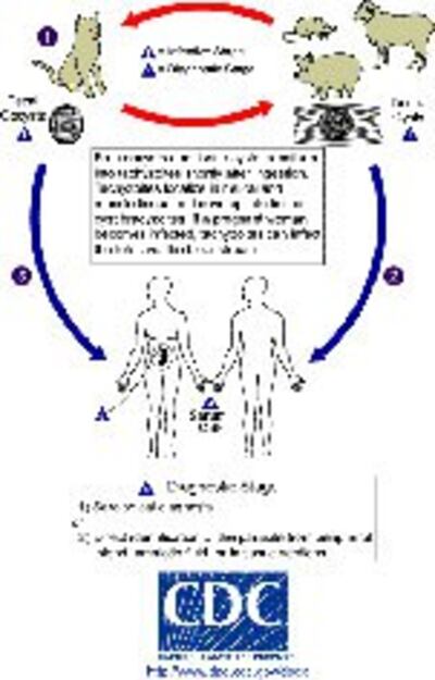 Toxoplasma_LifeCycle150.jpg