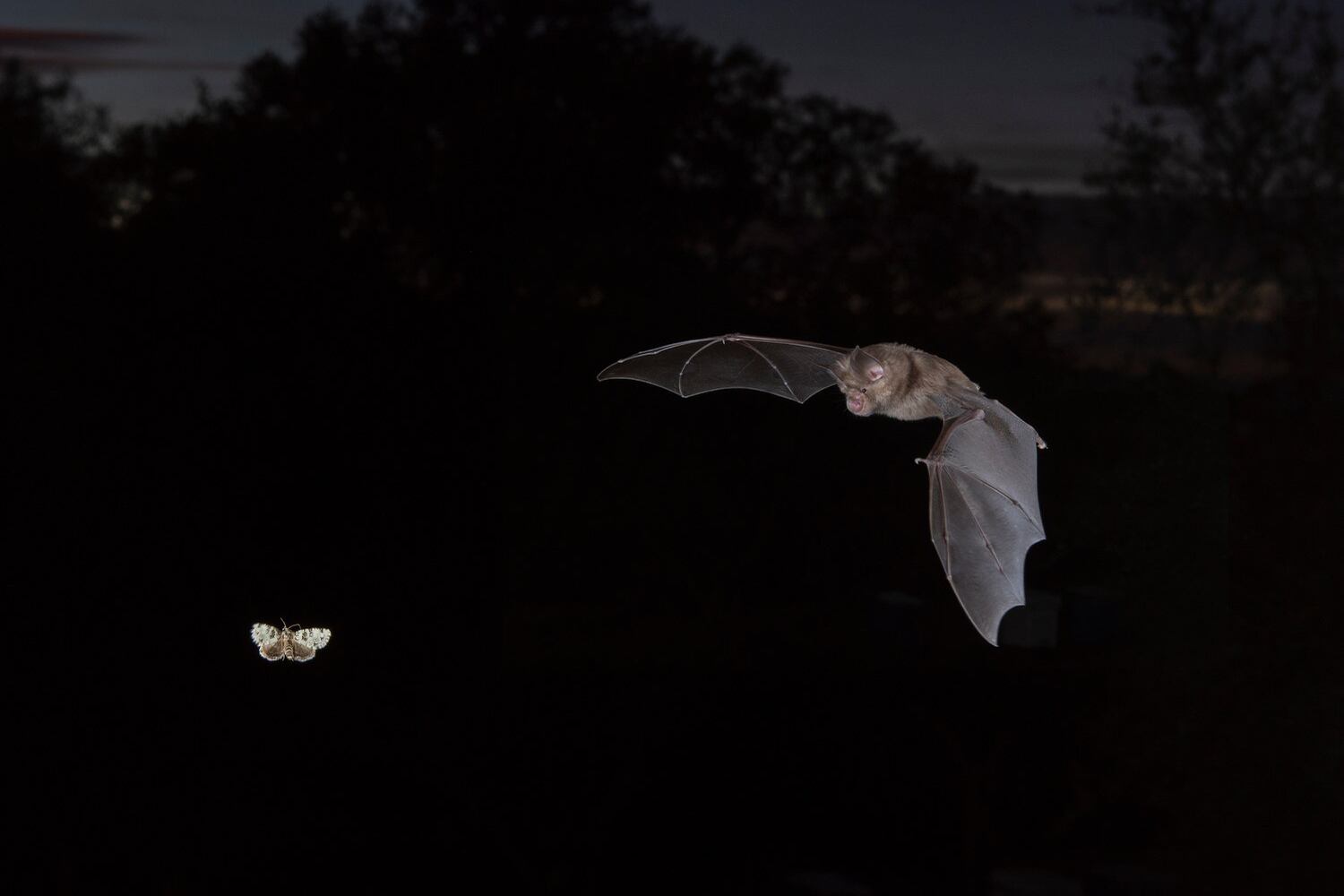 A greater horseshoe bat pursues a moth.