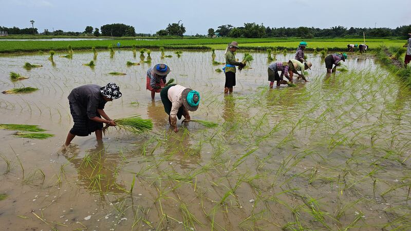 ကောက်စိုက်ပျိုးနုတ်နေကြသည့် ဧရာဝတီတိုင်း၊ ပုသိမ်မြို့၊ ဘုရားကြီးကုန်းကျေးရွာမှ လယ်သမားများအား ၂ဝ၂၃ ခုနှစ် ဩဂုတ်လအတွင်းက တွေ့ရစဉ်။ (Photo: RFA)