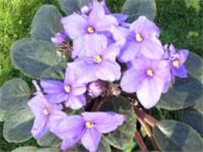 AfricanViolet200.jpg