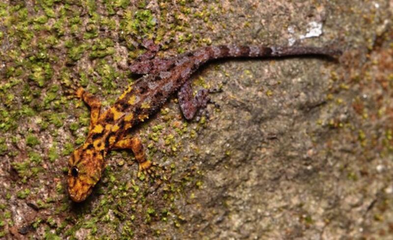 This 2020 photo of Cnemaspis selenolagus was taken in Suan Phueng district, Ratchaburi province, western Thailand. Courtesy of WWF