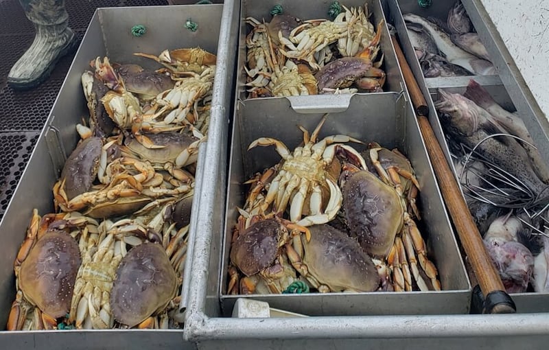 海洋科学家发现,海洋酸化让黄金蟹的幼蟹外壳出现溶解迹象。(截图自NOAA)
