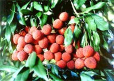 CayVaiFruit200.jpg