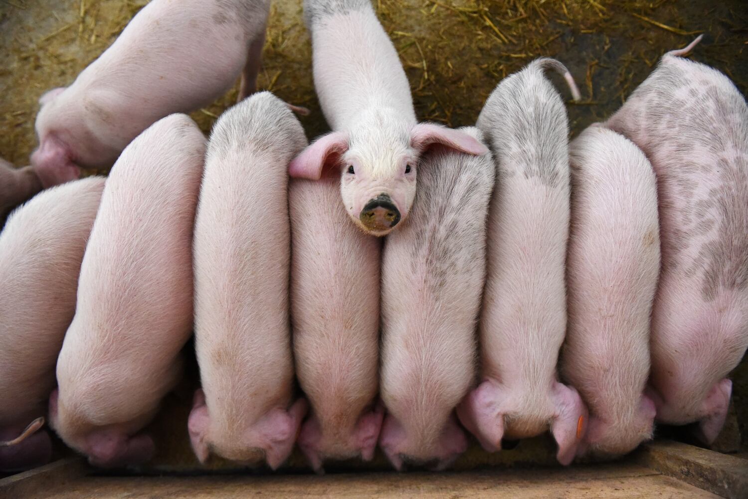 China’s hog farmers fear costs will soar over tariff on US farm imports