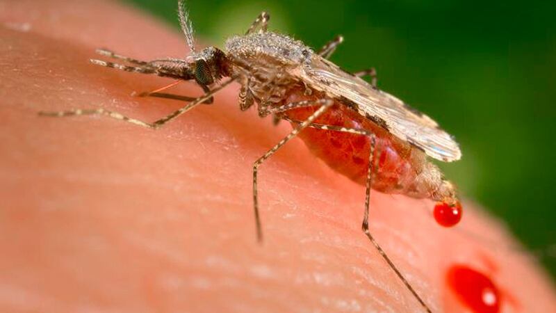 随着全球升温，虫媒传染病的传播速度和范围跟着增加。（美联社）