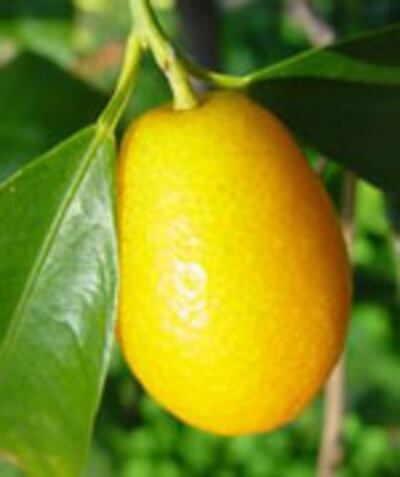 kumquat150.jpg