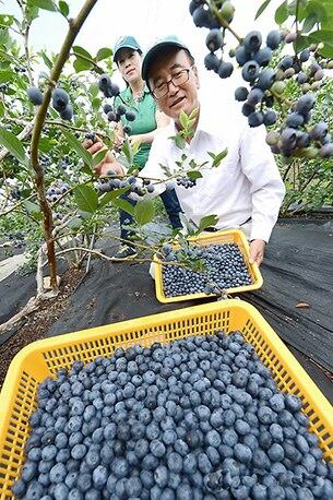 경남 거창군 남상면 무촌리 오상범(68세)씨의 블루베리 농장에서 친환경 블루베리를 수확하고 있다. 블루베리는 노화방지 등에 탁월한 효과가 있는 것으로 알려졌다. 