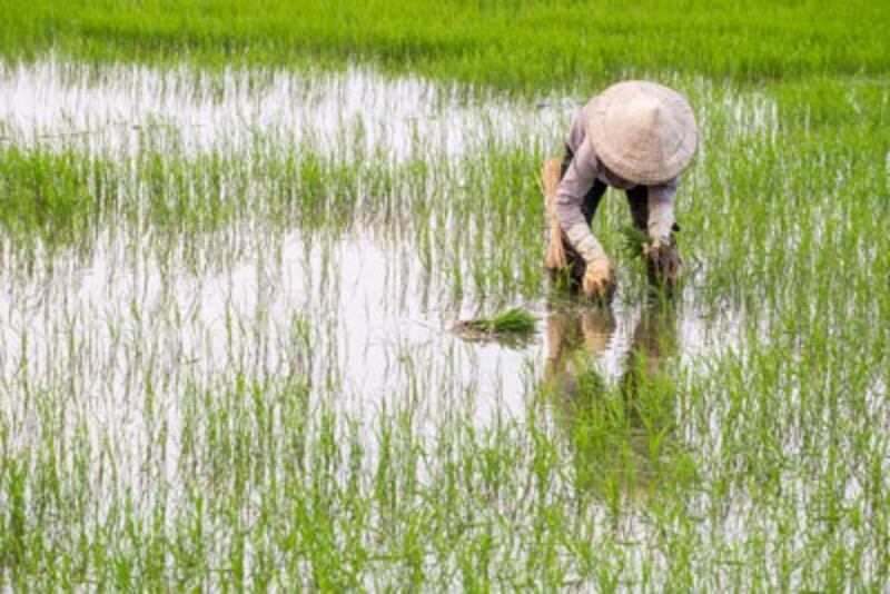 Nông dân đang gieo mạ trên một cánh đồng ở miền Trung hôm 20/1/2016.
