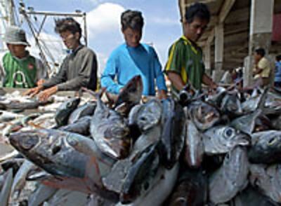 burmese_fish_workers_200px.jpg