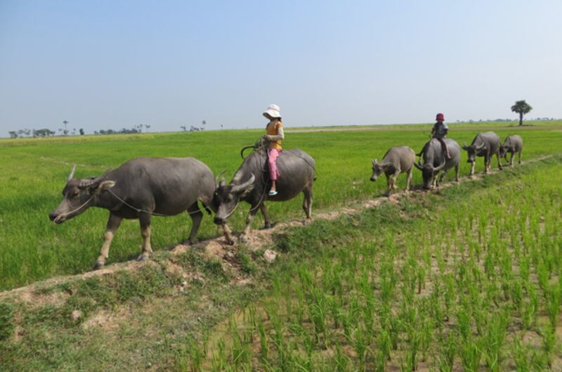 វាល​ស្រូវ​ដែល​ខ្វះ​ទឹក​ស្រោចស្រព នា​ភូមិ​ស្វាយព្រៃ ឃុំ​សណ្ដែក ស្រុក​បាធាយ ខេត្ត​កំពង់ចាម។ រូបថត​ថ្ងៃ​ទី​១៥ ខែ​តុលា ឆ្នាំ​២០១៤ 