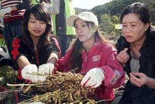 대구 달성군에 거주하는 다문화가정의 결혼이민여성들이 볏짚단불에 설익은 콩을 구워먹는 '콩사리'를 하며 한국농촌의 가을을 체험하고 있다.