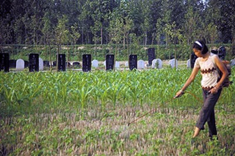 疑因受到強烈爭議，周口市近日低調叫停平墳工作，村內仍見未被平完的墓地。（相片由網民許先生提供） 
