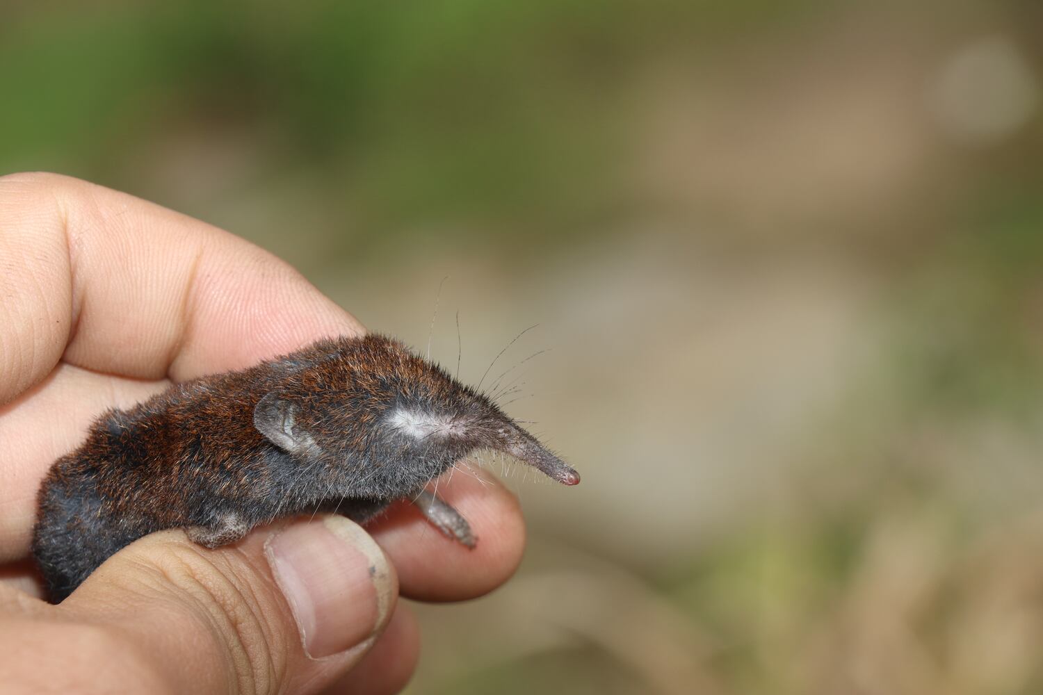 Mekong treasures: tiny shrew mole, fanged furry hedgehog among new discoveries