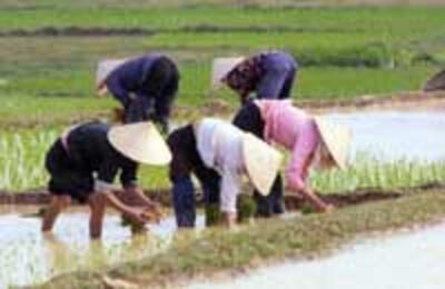 FarmerRice200.jpg