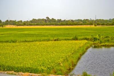 Ruộng lúa diện tích nhỏ thấy nhiều ở miền Nam. Photo RFA