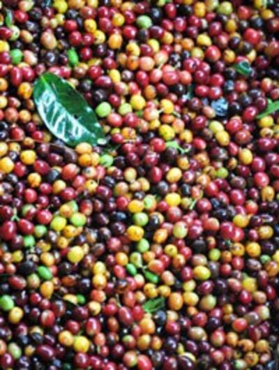 Trái cà phê chín ở một nông trại thuộc Colombia