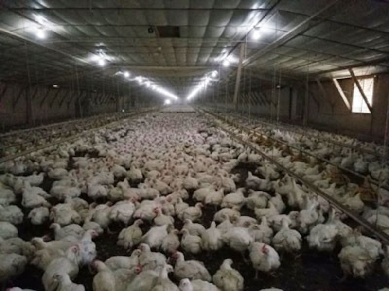 Bên trong một chuồng gà của ông Hà Xuân Hải vùng Newark
