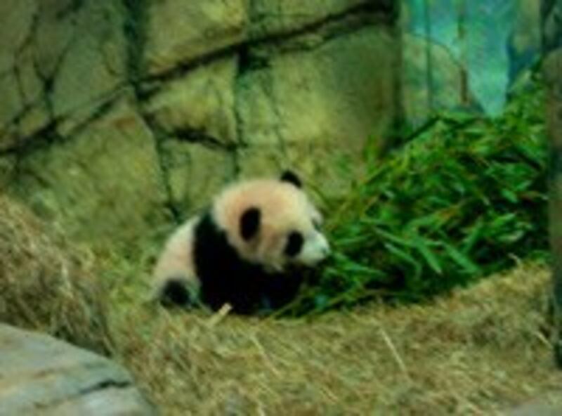 Taishan_bamboo.jpg