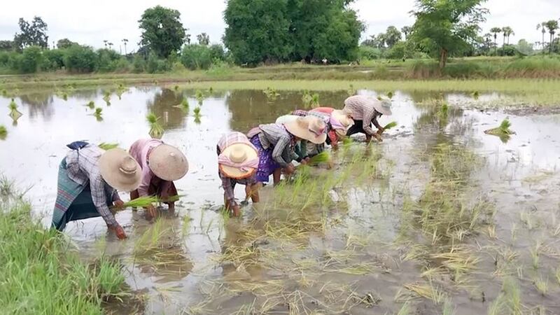 စပါးစိုက်ပျိုးနေကြသည့် စစ်ကိုင်းတိုင်းမှ လယ်သမားတချို့အား ၂ဝ၂၃ ခုနှစ် ဇူလိုင်လကုန်က တွေ့ရစဉ်။ (Photo : RFA)