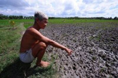 salty-water-rice-field-250.jpg