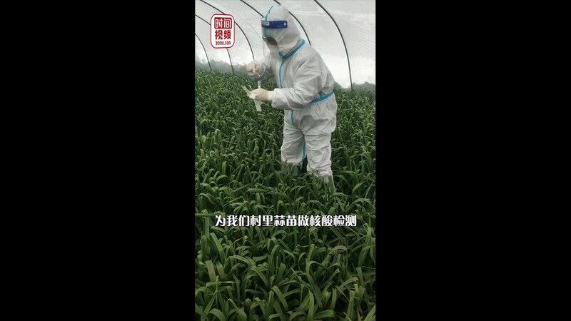 河南禹州火龙镇卫生院给蒜苗做核酸，网民嘲讽：愚蠢至极。（视频截图）